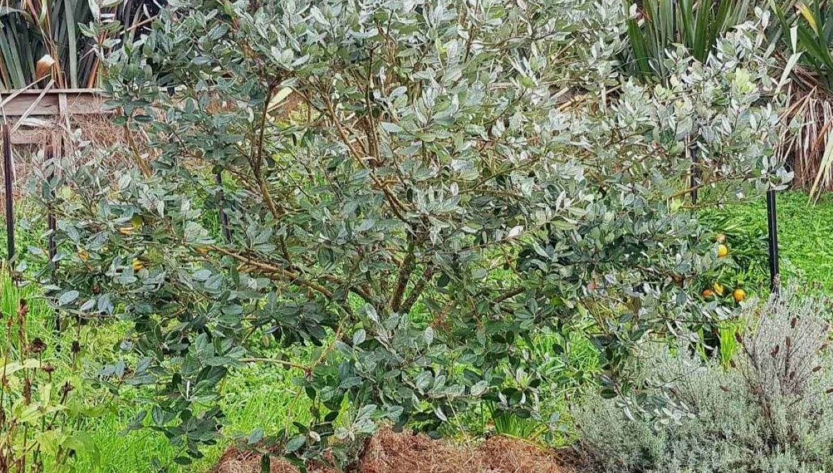 How To Prune Feijoas