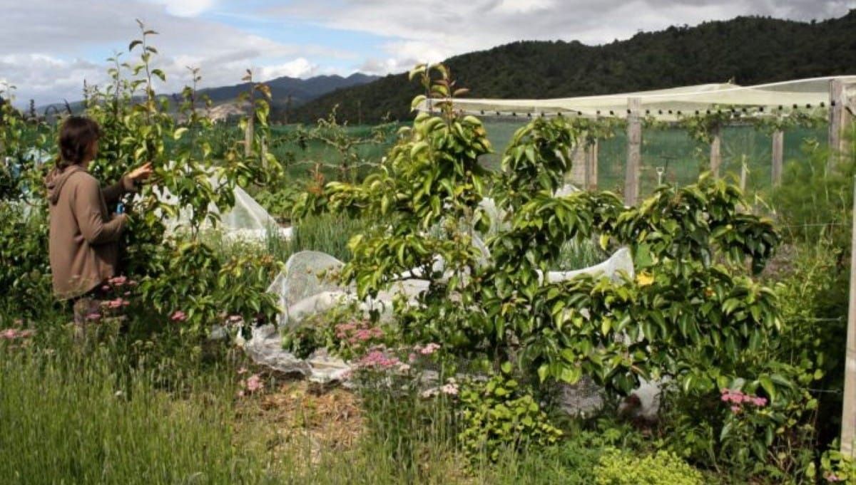 The First Espalier Prune of the Season
