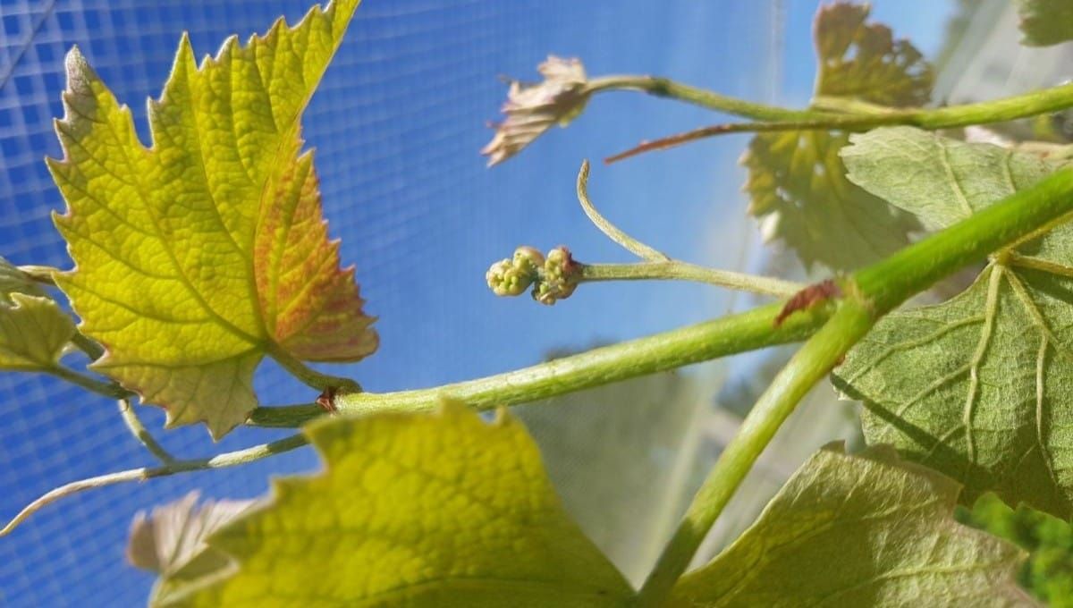 How To Prune A Grape
