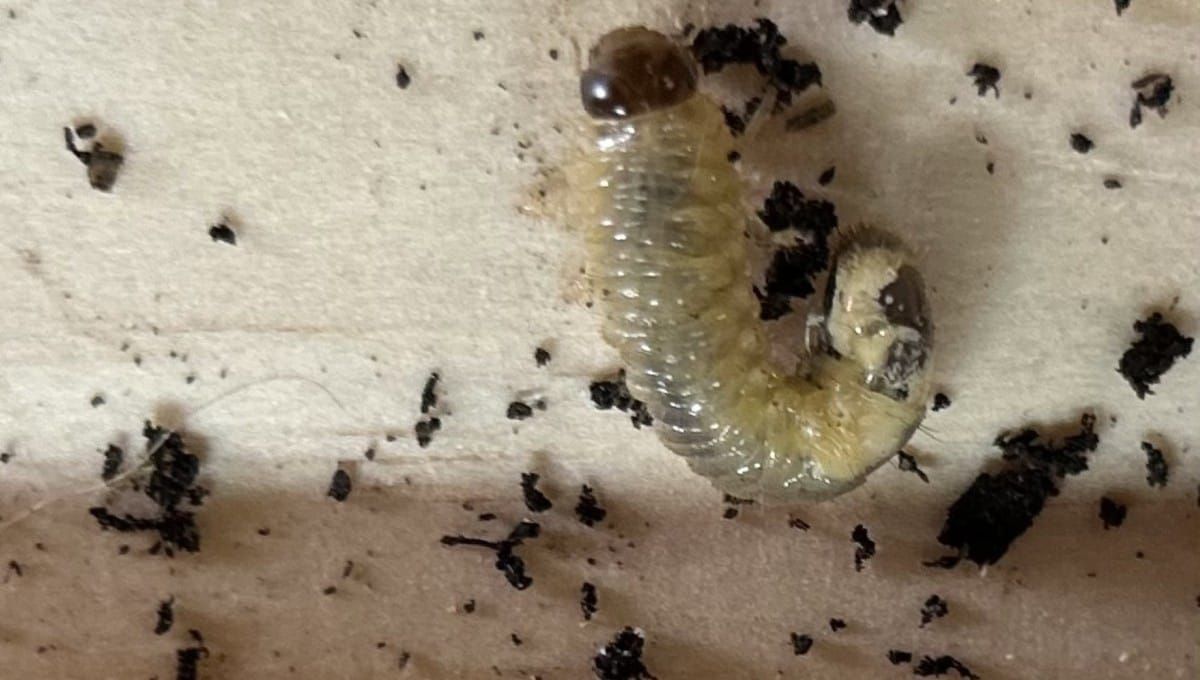 grass grub ediblebackyard nz