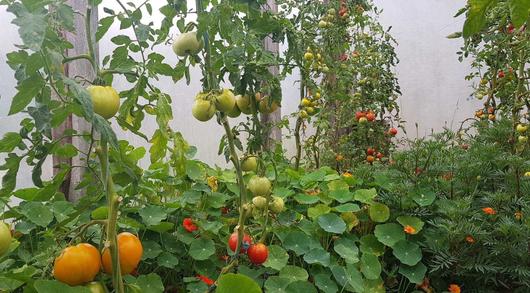 Revitalise The Greenhouse!