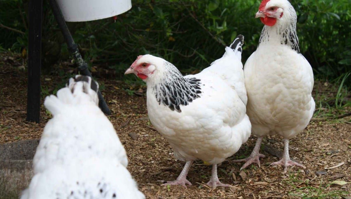 Natural Remedies for Worms in Chickens