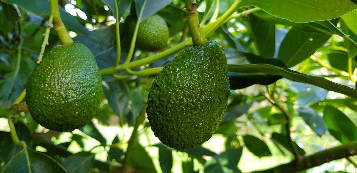 How To Grow Avocado
