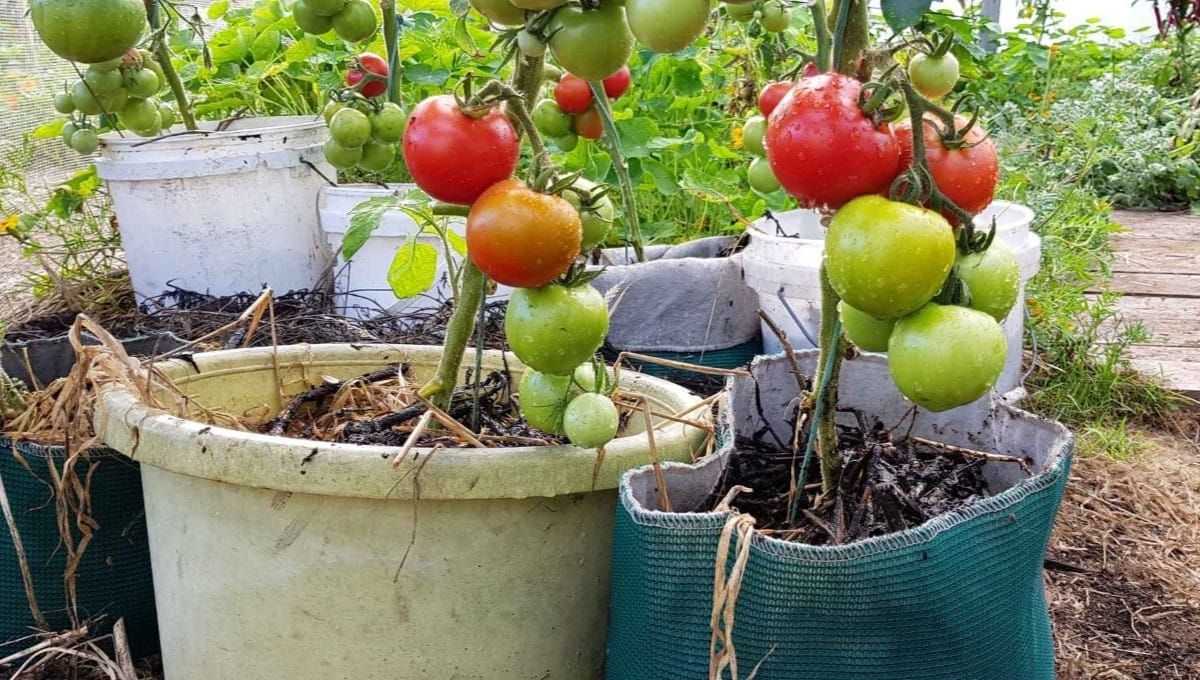 Grow Vegies in Containers