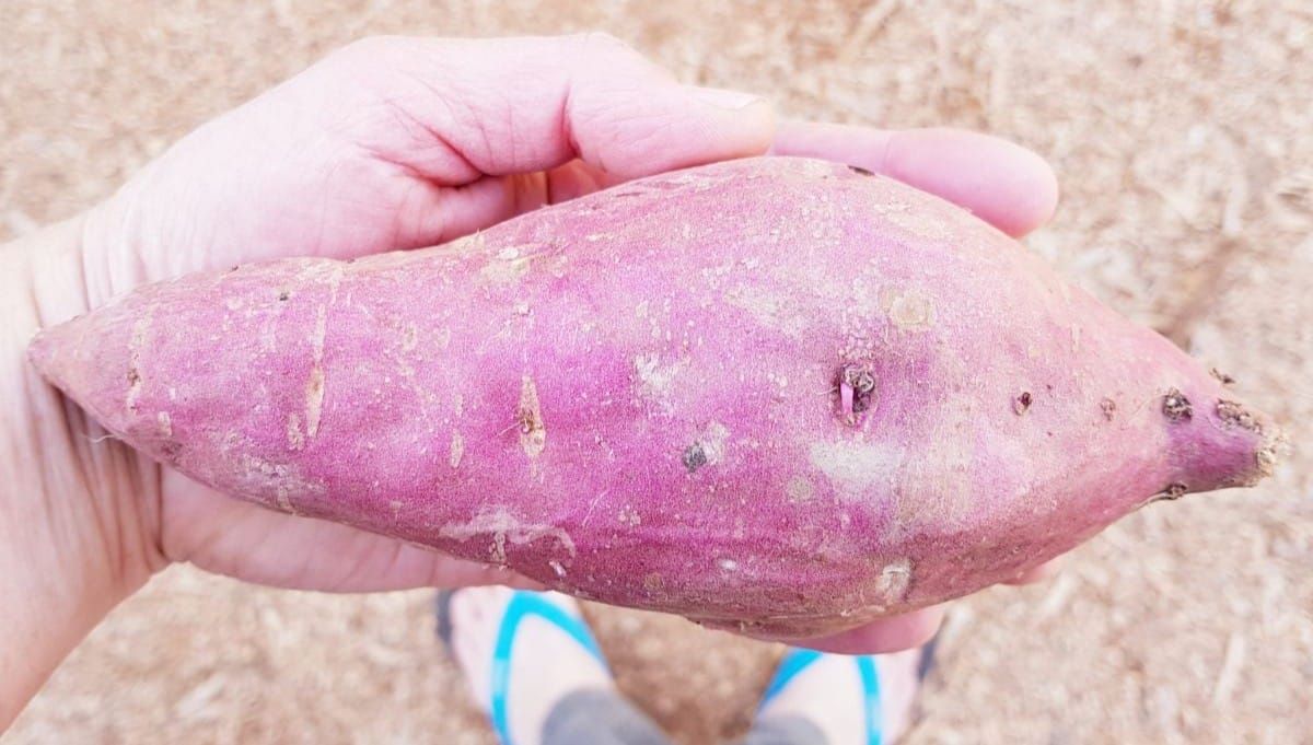How to Grow Kumara Shoots