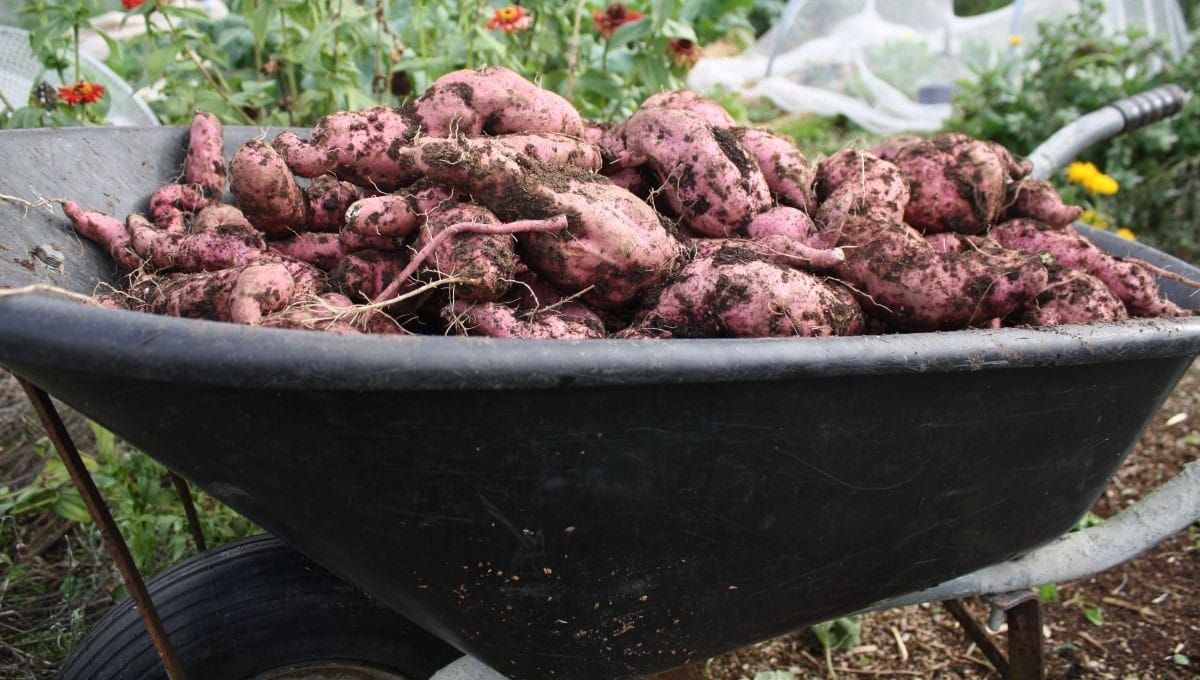 How To Harvest, Cure + Store Kumara