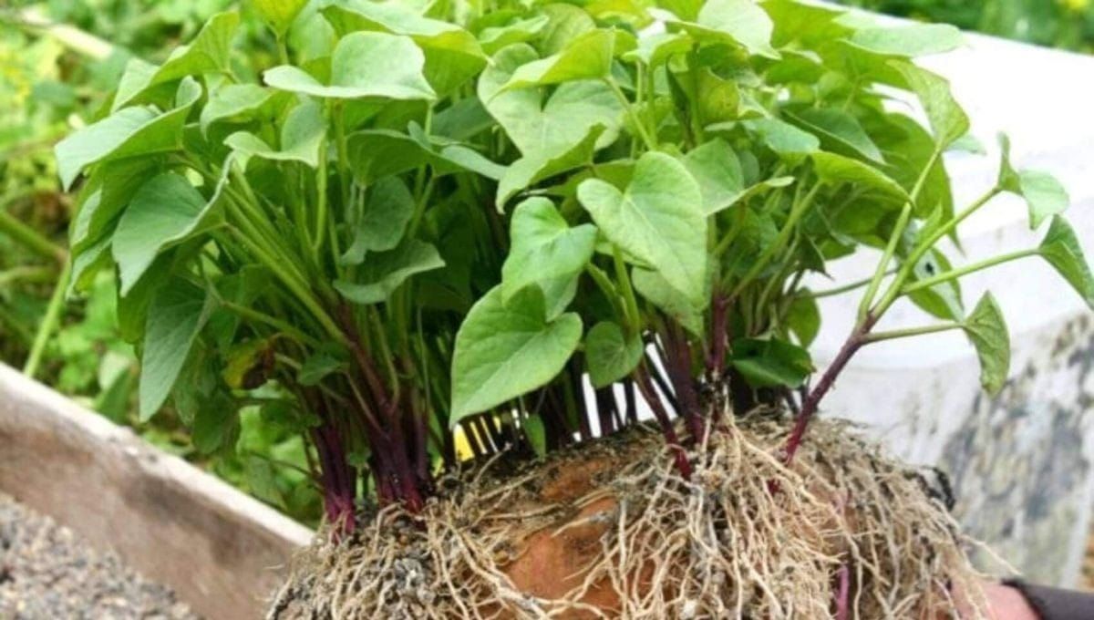 How To Plant Kumara Shoots