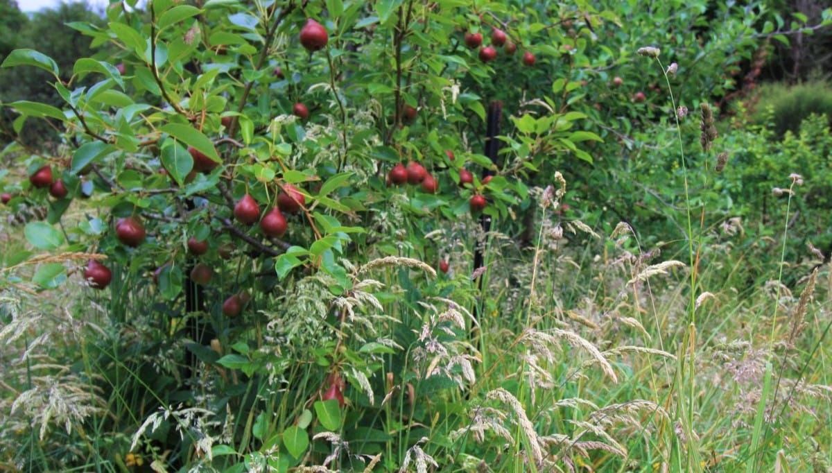 How to Plant + Prune Deciduous Fruit Trees