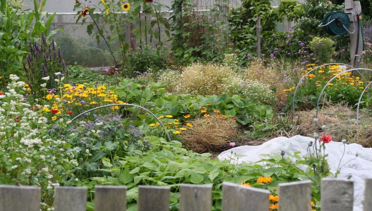 3 Ways To A Living Mulch