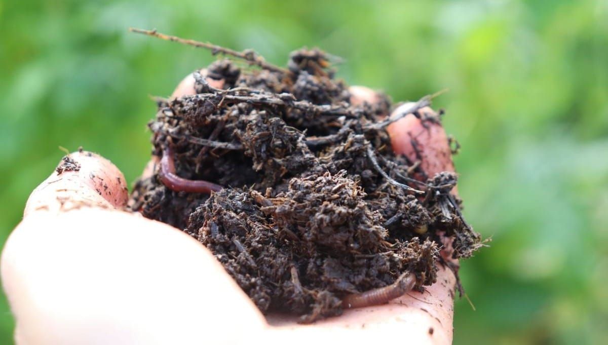 How to Use Manure