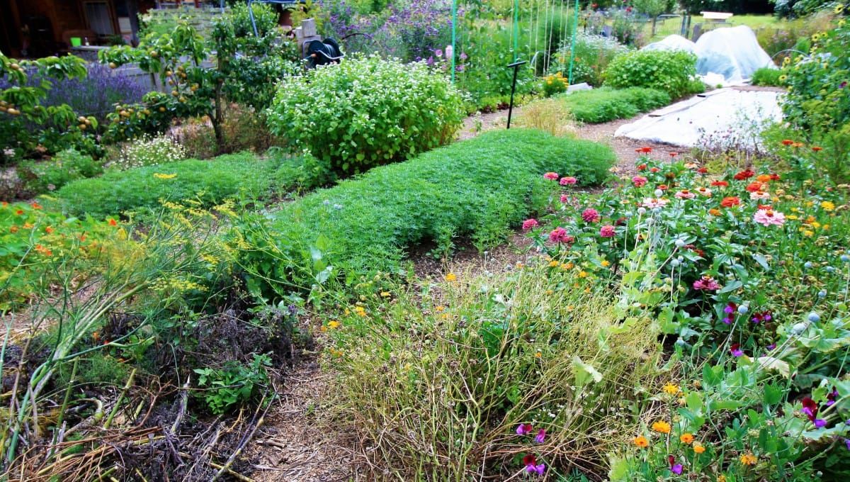 Preparing New Vegie Beds