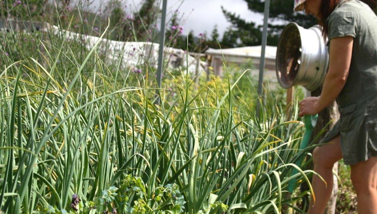 Do You Need Raised Beds?
