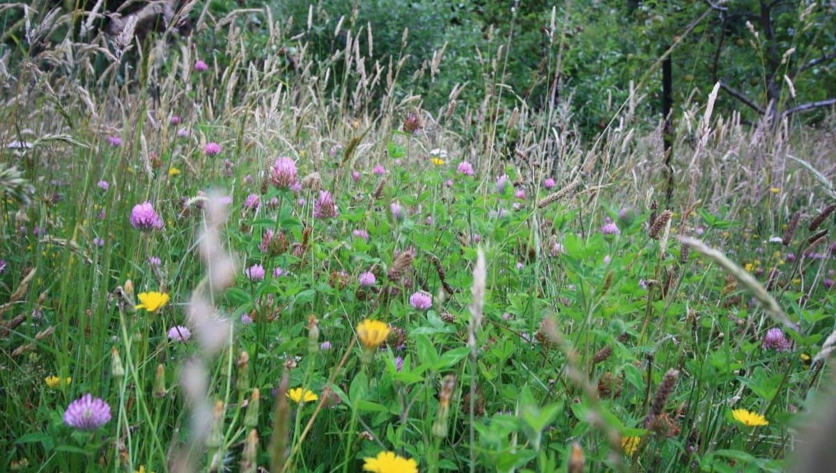 Don't Mow - Let It Grow!