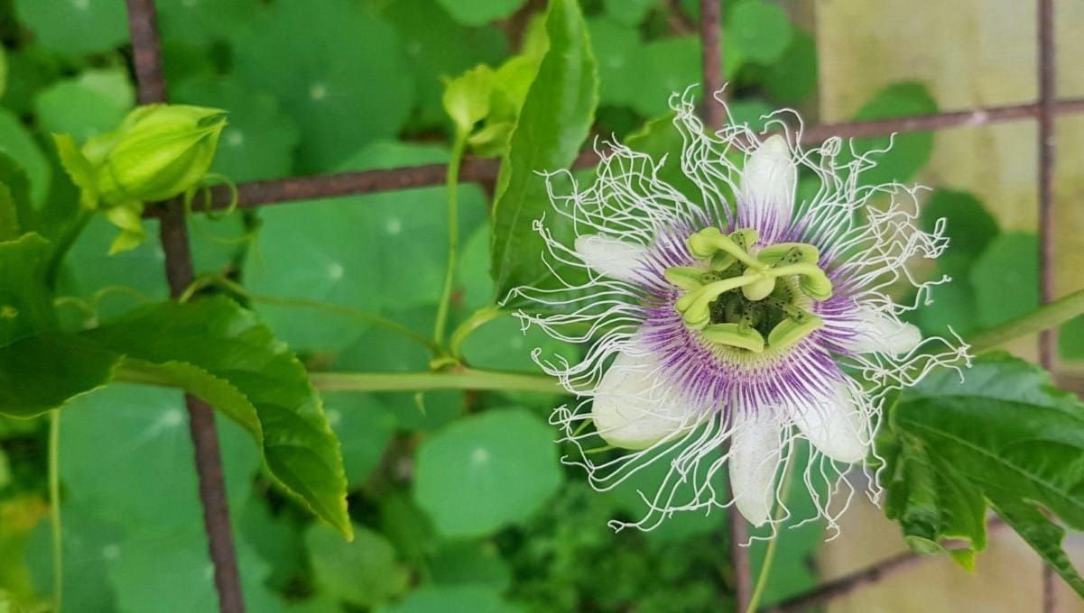 How to Prune Passionfruit