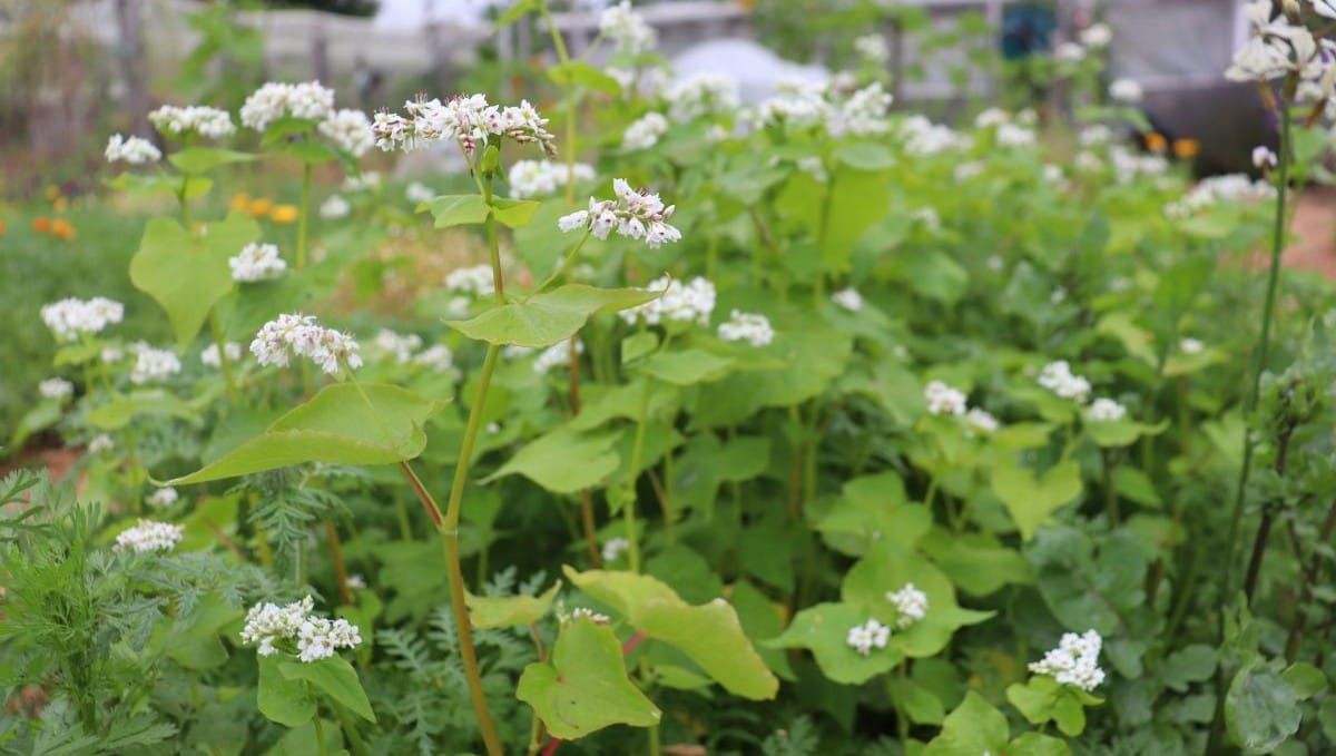 2 Ways to Transition from Greencrop to Crop