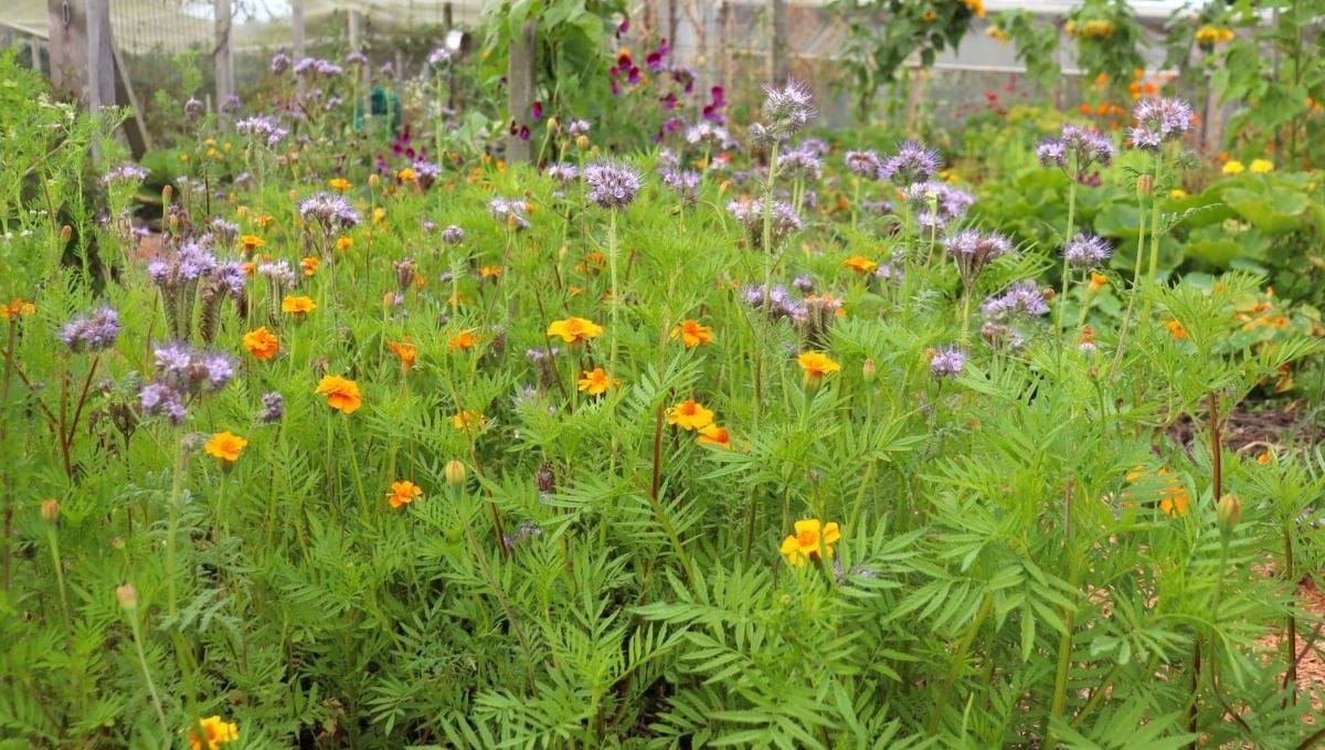 A DIY Greencrop Seed Mix