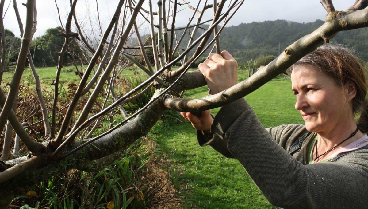 5 Golden Pruning Rules