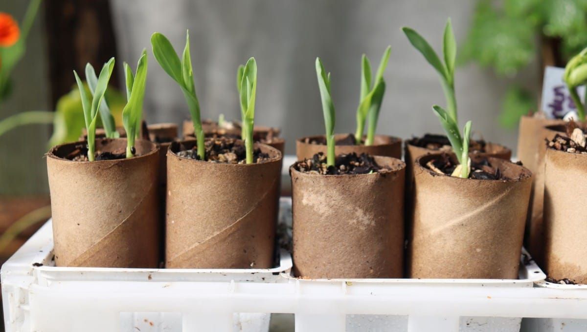 seed-raising-corn-in-toilet-rolls-edible backyard-nz