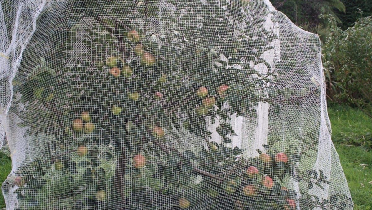 How To Bird Net Your Fruit Trees