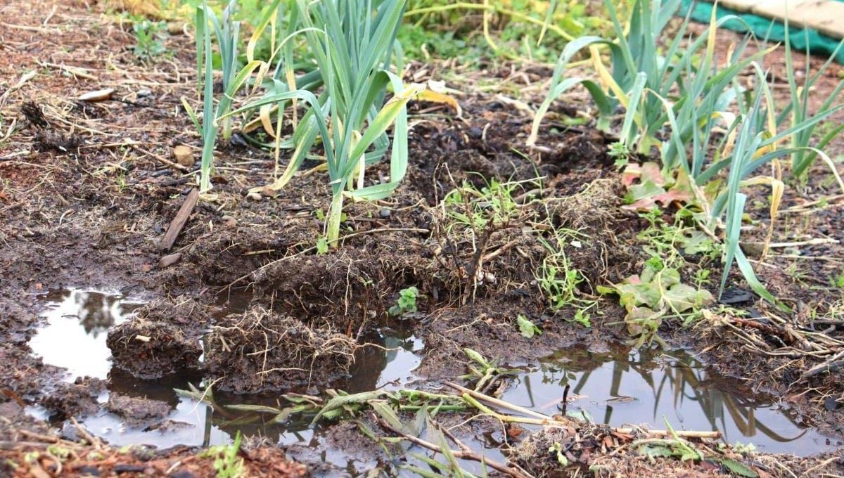 Simple Solutions For Too Much Surface Water