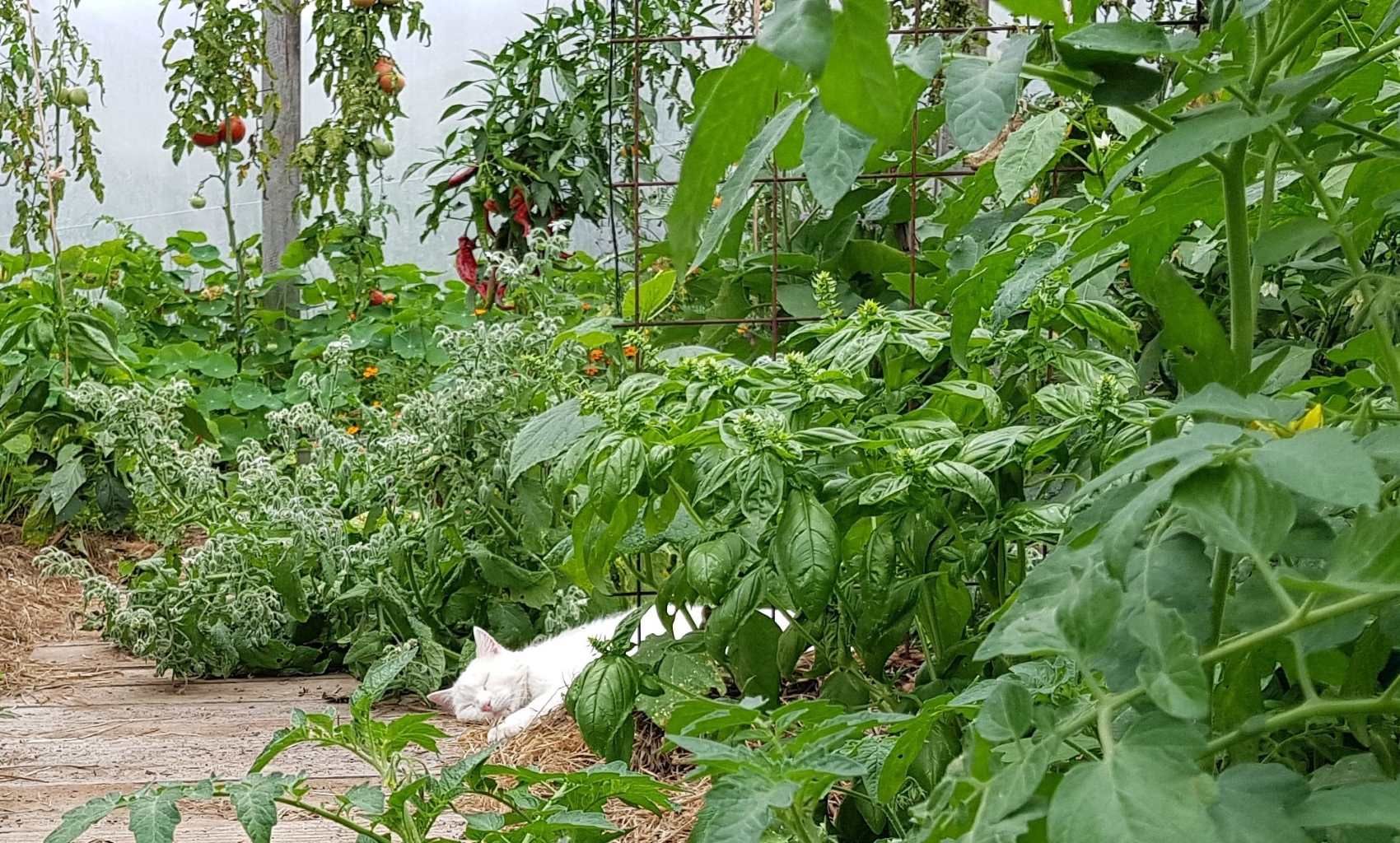 How to Grow Basil