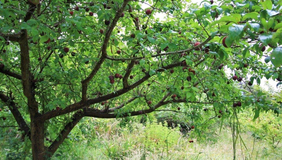 tamaki-plum-shows-well-spaced-scaffold-branches-edible-backyard-nz