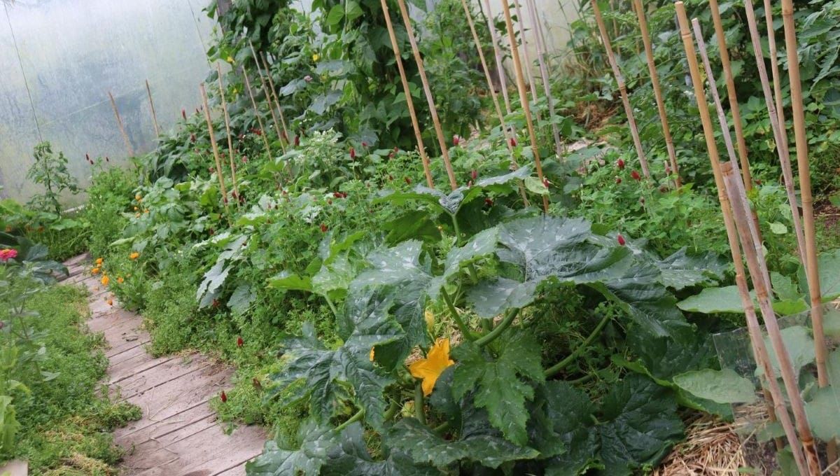 October in the Greenhouse