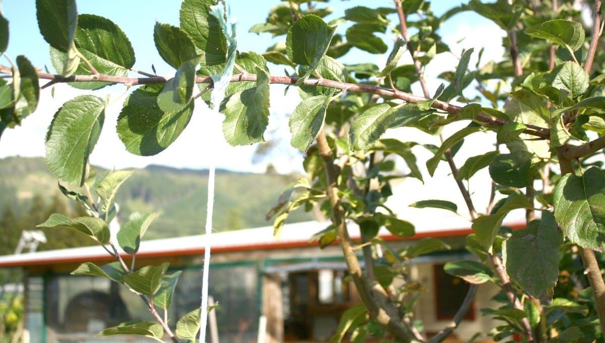 Training Fruit Trees