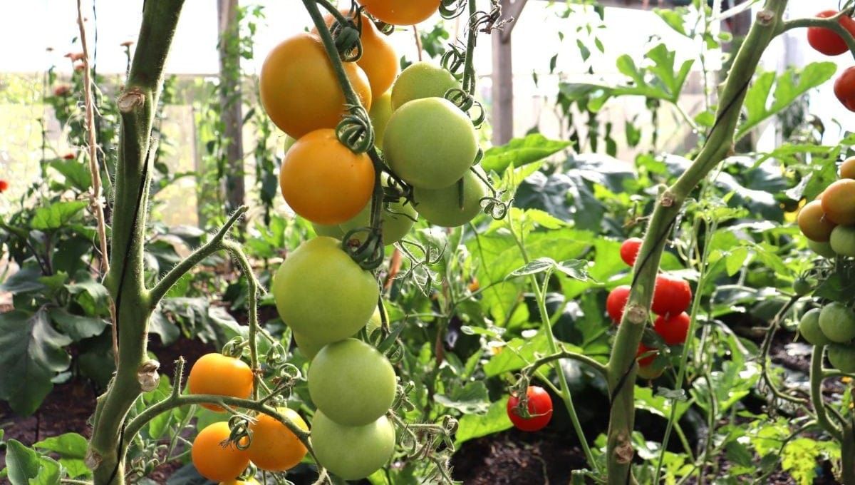 How to Prune + Train Tomatoes, Peppers + Aubergines
