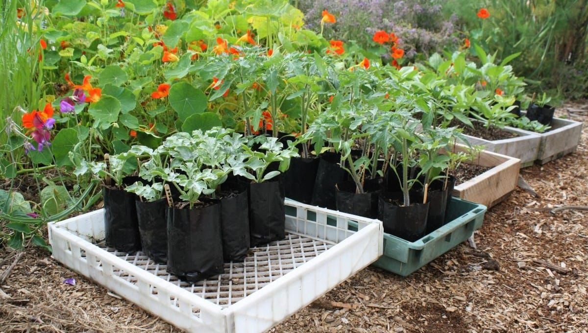 Resist Rushing into Summer Crops! Sow a Living Mulch Instead