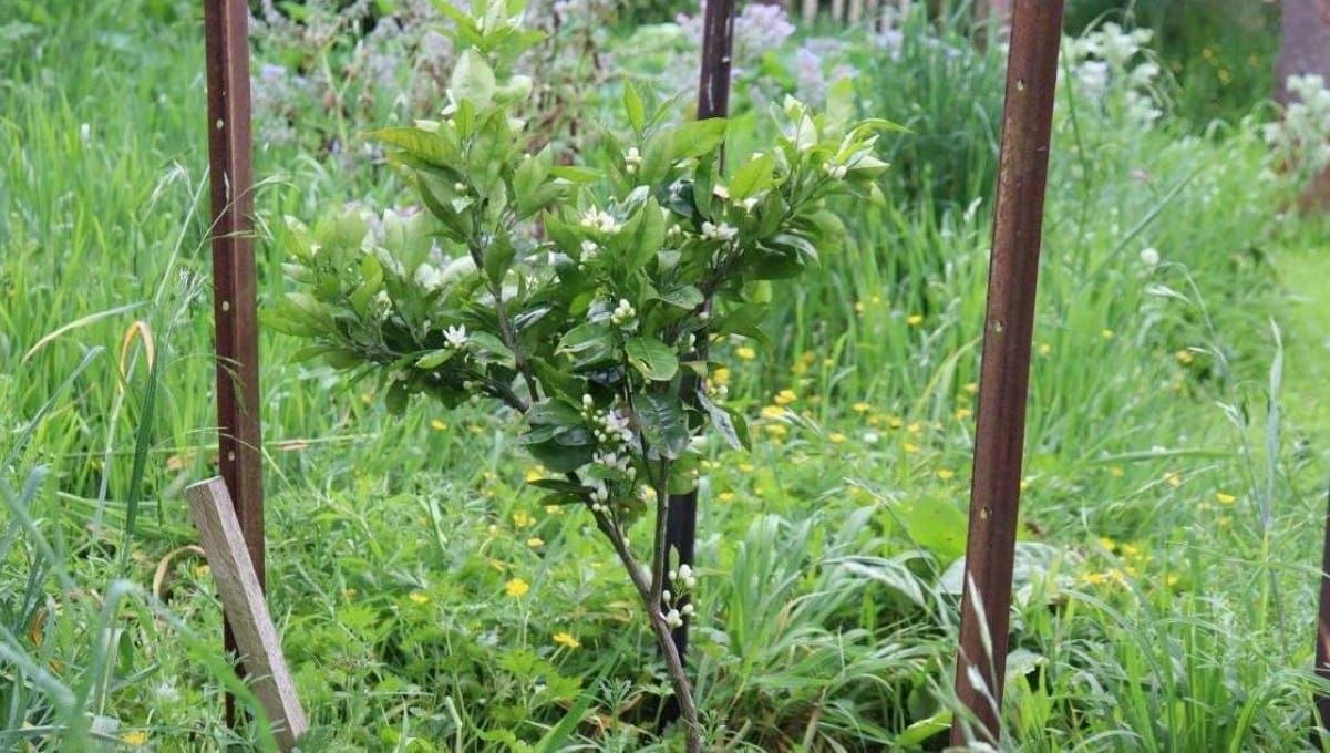 How to Choose  Fruit Trees