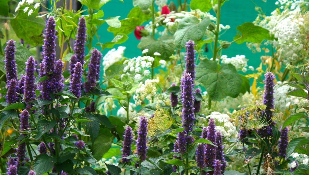 A Useful, Yet Oh So Beautiful Herbal Border