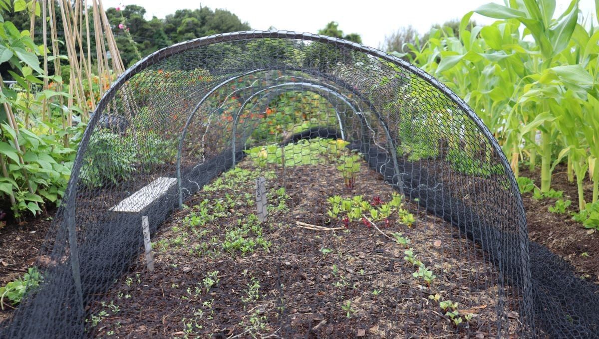 Save Your Seedlings From The Birds