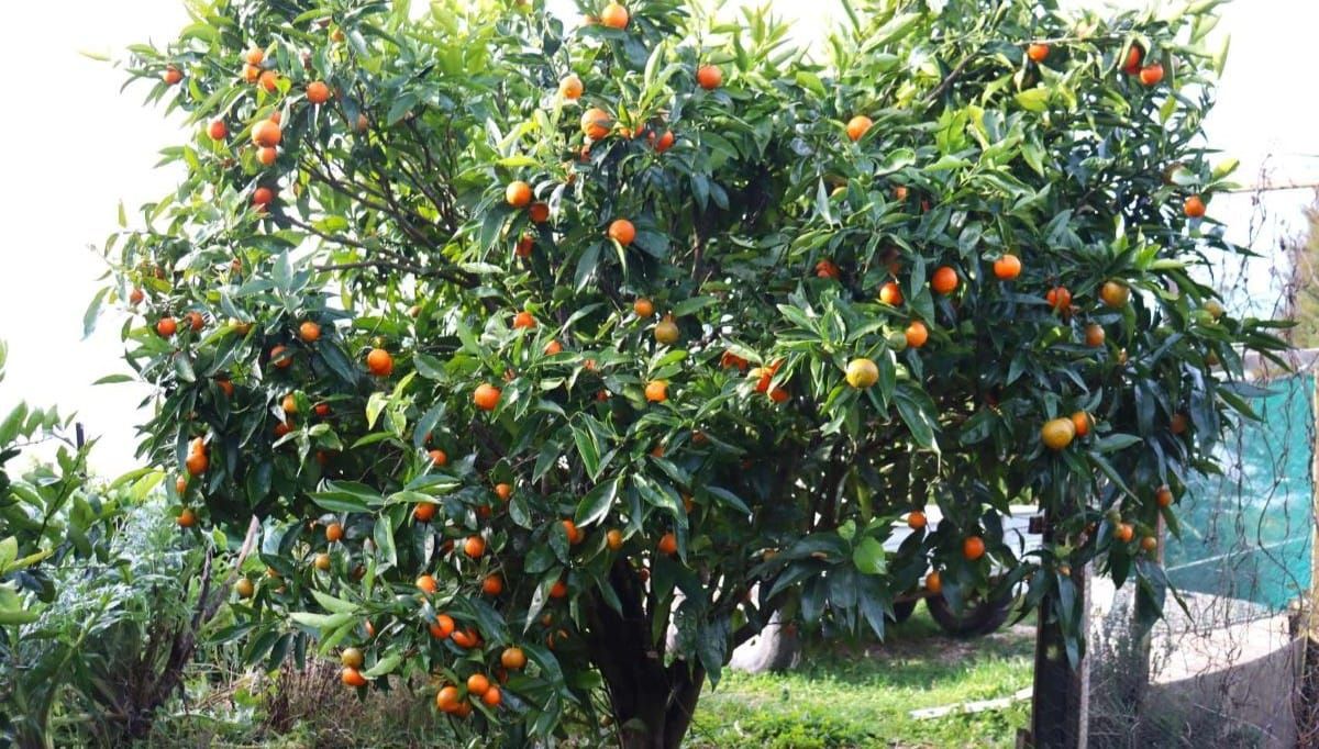 How To Grow Citrus, Naturally