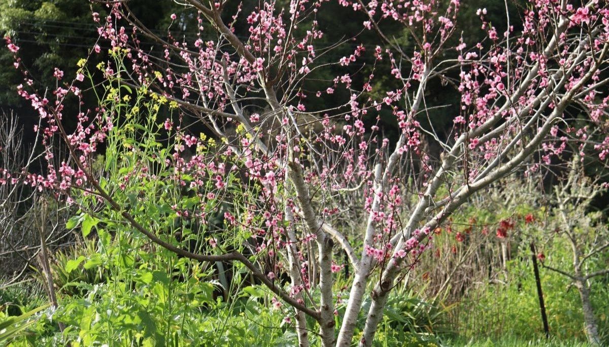 Grow Your Own Peach Tree
