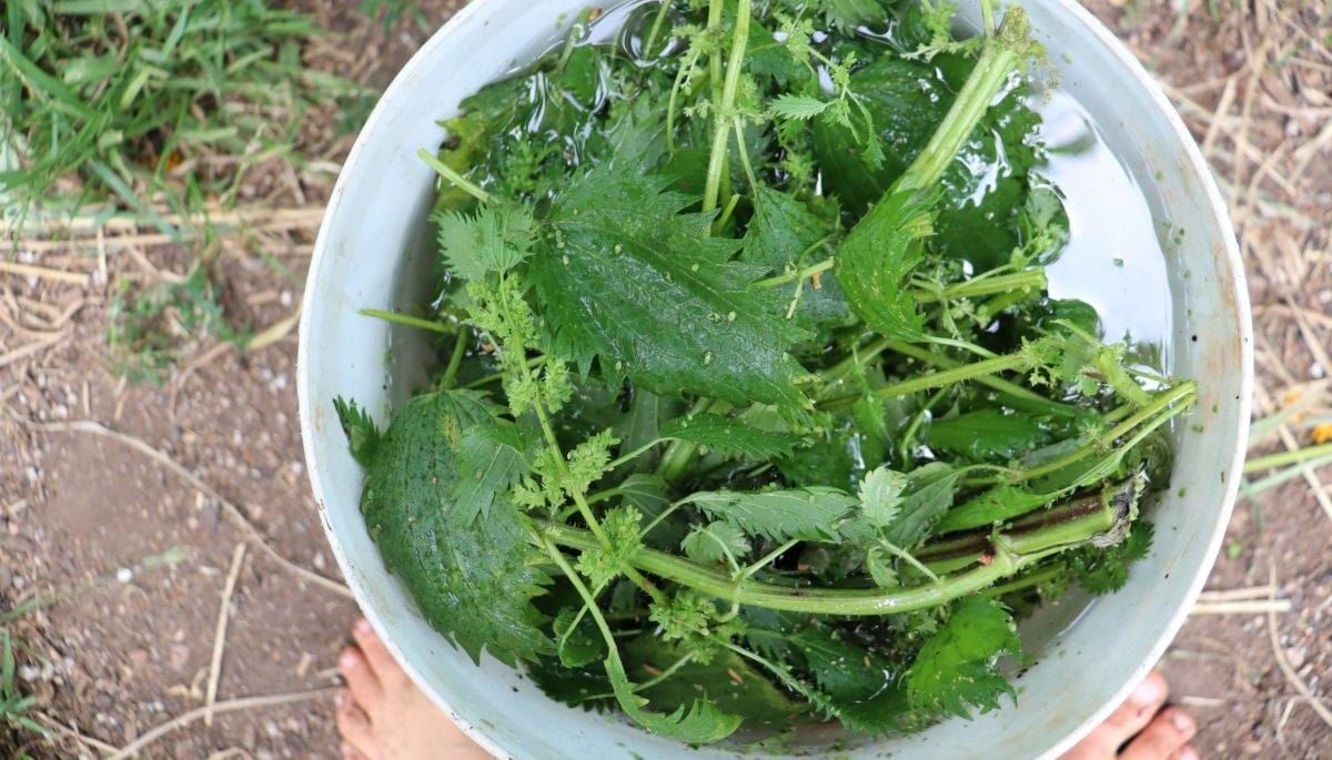 Homemade liquid feed