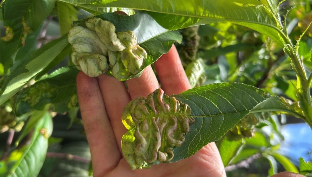 What to Do About Leaf Curl