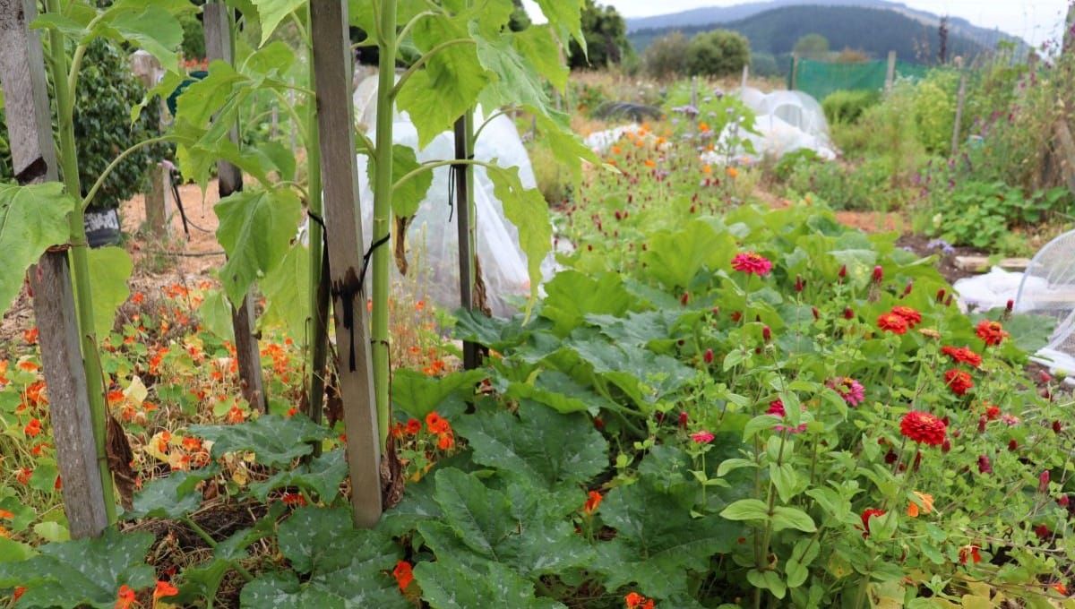 The Genius of Living Mulch