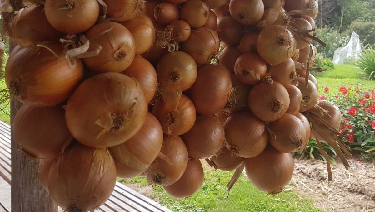 How to Sort + Store Onions
