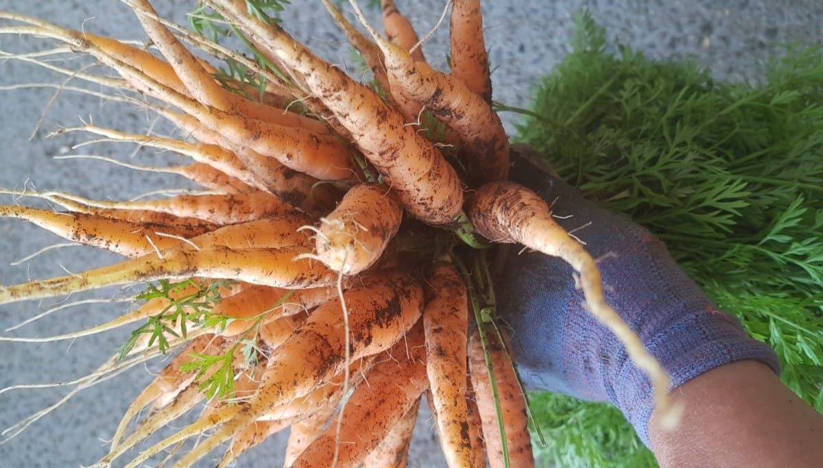 Video: Sowing Carrots the Edible Backyard Way