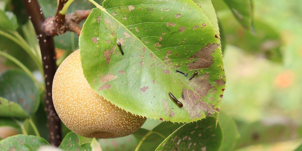 Natural Ways With Pests #1: Why Do Pests Come Along?