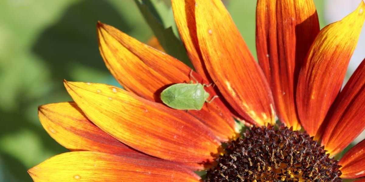 Natural Ways With Pests #2: Four Steps to Prevention