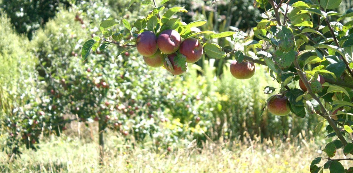 January Fruit Tree To-Do List