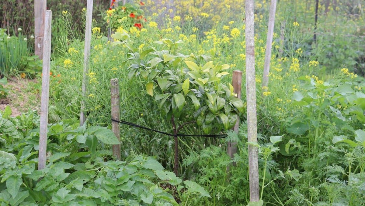 The Healthy Soil Project #4: Chop and Drop