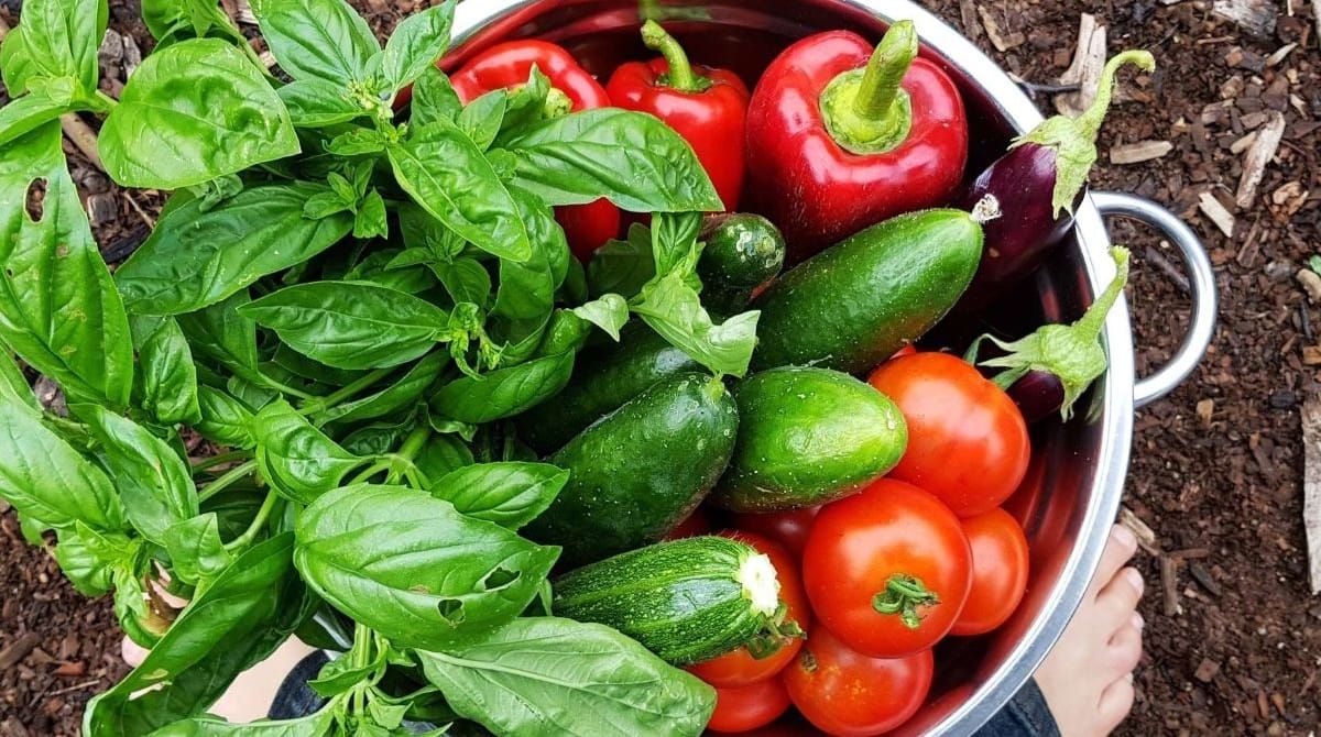 January in the Vegie Patch and Greenhouse