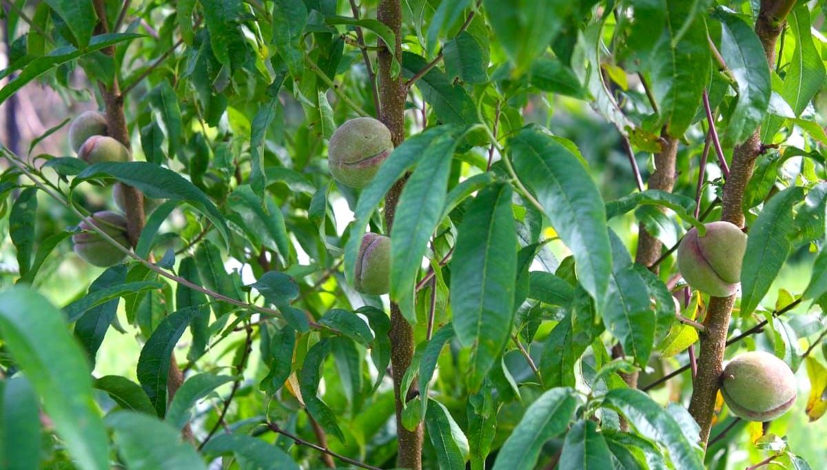 February in the vegie patch + Why hasn't my fruit tree fruited?!