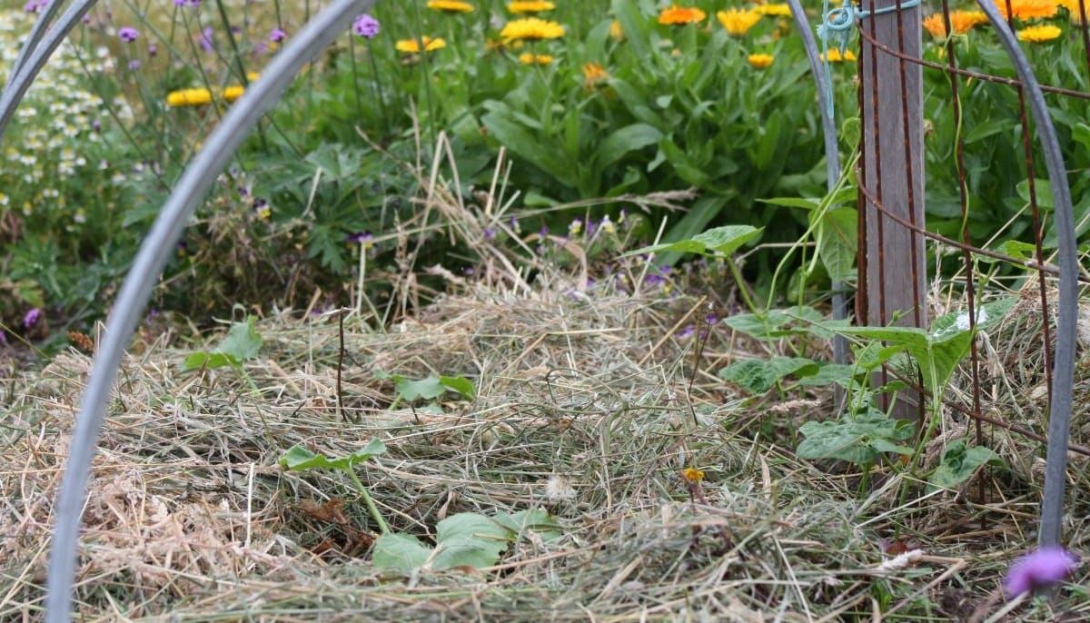 How to Mulch Your Vegie Patch