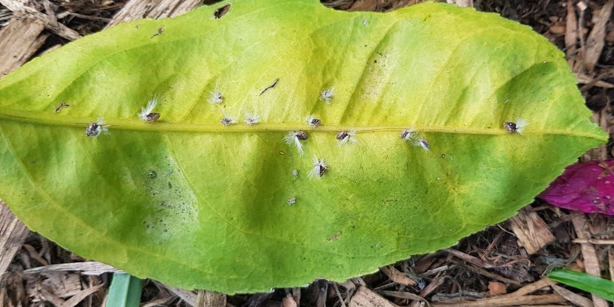 Simply Gardening #10 Passionvine Hoppers