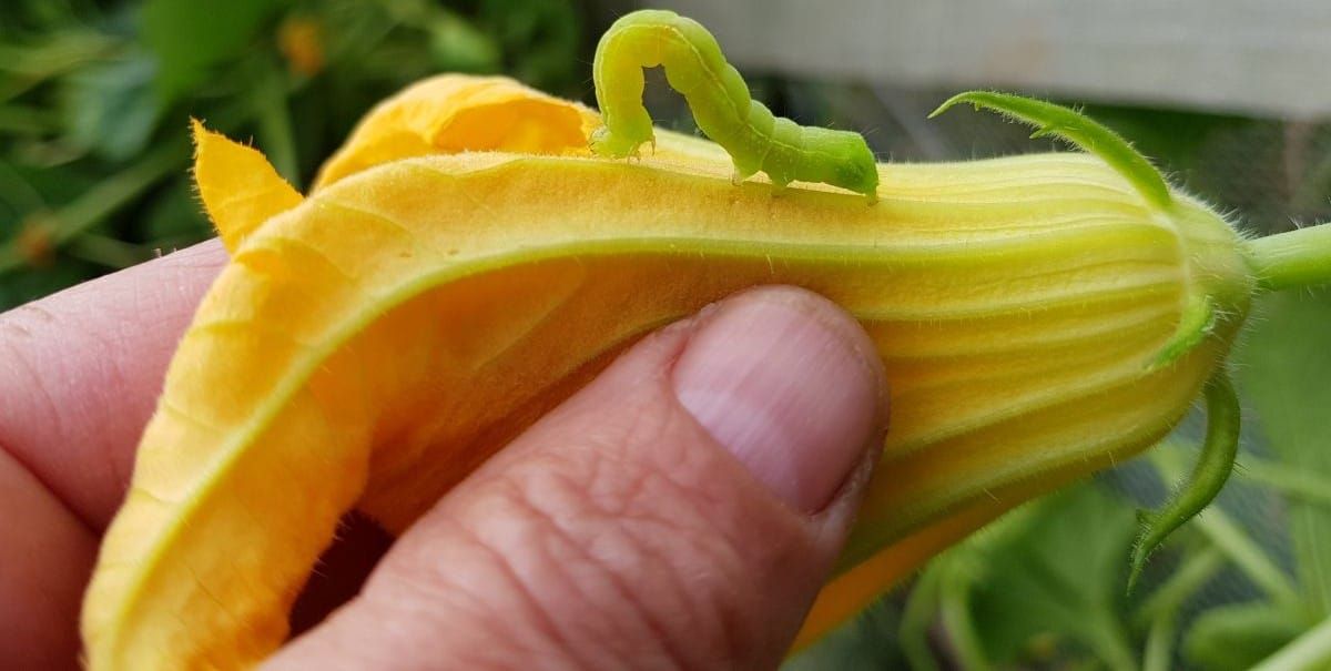 Simply Gardening #4 Bugs and Pests