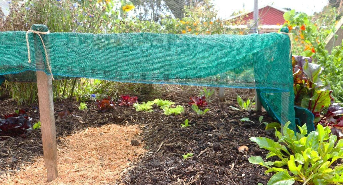 Simply Gardening #9 How to Transplant Seedlings